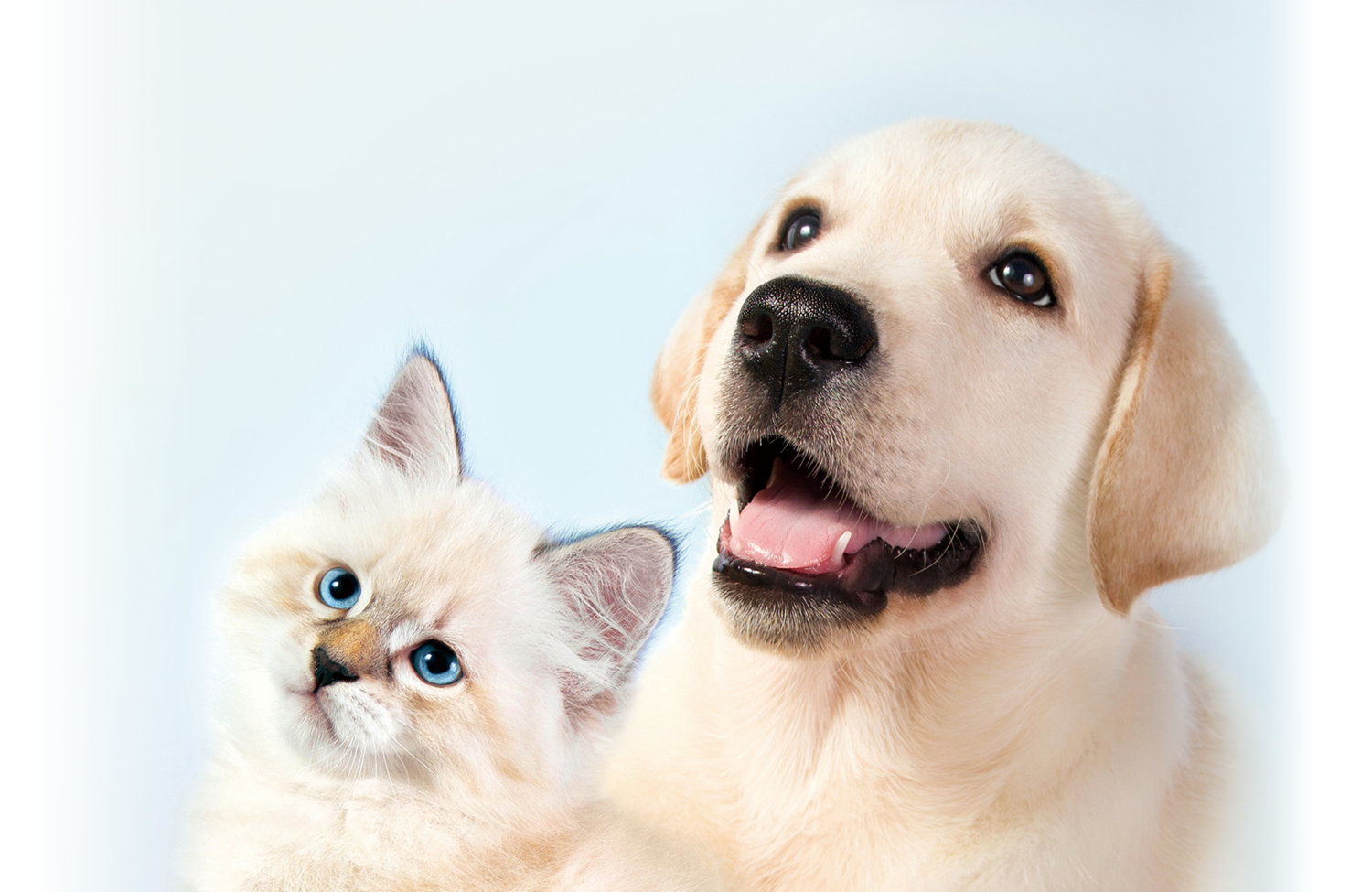 犬猫の福祉向上のために、繁殖管理について真剣に考えるカンファレンス｜スペイ ベッツ ジャパン