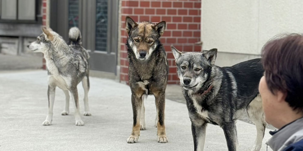 日本で犬のTNRは可能か？